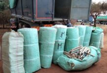 Two Arrested as Detectives Seize Cannabis Worth KSh24.7 Million in Voi