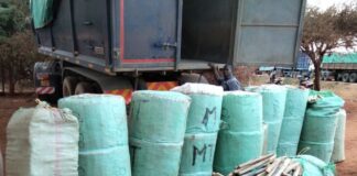 Two Arrested as Detectives Seize Cannabis Worth KSh24.7 Million in Voi