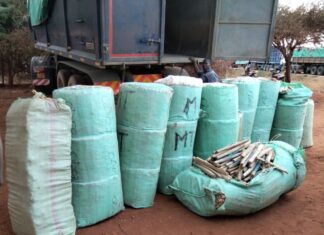 Two Arrested as Detectives Seize Cannabis Worth KSh24.7 Million in Voi