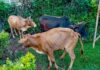 Police Recover Three Suspected Stolen Cattle After Chase in Kakamega