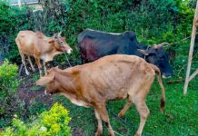 Police Recover Three Suspected Stolen Cattle After Chase in Kakamega