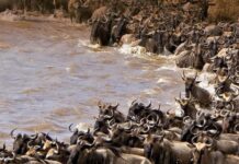 Kenya is Ready to Welcome Peak Tourist Arrivals as July-August Season Begins