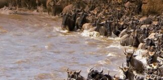 Kenya is Ready to Welcome Peak Tourist Arrivals as July-August Season Begins