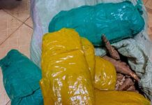Police Arrest Two Drug Traffickers, Seize KSh169,500 Worth of Cannabis in Busia
