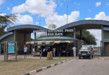 High Court Halts Kajiado County’s Planned Takeover of Amboseli National Park Amboseli National Park