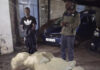 Two Arrested as DCI Seizes Sh3.3M Cannabis in Nakuru