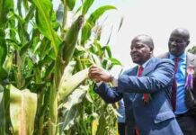Farmers Get Major Relief as Government Cuts Fertiliser, Seed Prices