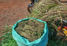 Police Intercept Cannabis Concealed in Napier Grass in Bungoma