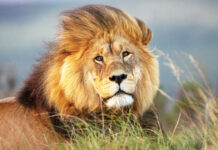 Kenya Accelerates Electric Mobility Shift in Tourism Sector
