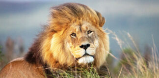 Kenya Accelerates Electric Mobility Shift in Tourism Sector
