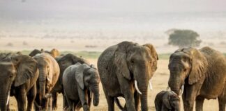 WildlifeDirect Raises Food Safety Fears After 15 Elephants Die from Suspected Cyanide Poisoning