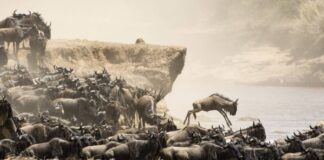 Great Migration Begins: Wildebeest Arrive in Maasai Mara From Tanzania