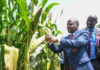 Kagwe Warns Farmers Over Fake Seeds as Kenya Faces Maize Shortage