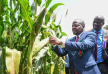 Kagwe Warns Farmers Over Fake Seeds as Kenya Faces Maize Shortage
