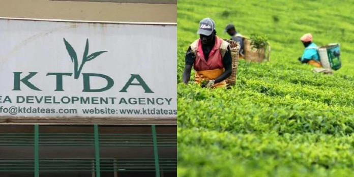 Ruto Orders KTDA to Roll Out Digital Tea Payment System by November