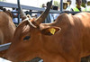 Govt Plans Digital IDs for Livestock to Help Curb Cattle Theft