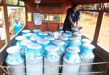 Milk Supply Falls as COFEK Gives Government Seven Days to Respond Milk Supply Falls as COFEK Gives Government Seven Days to Respond