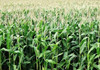 NEMA Raises Red Flags Over Proposed 10,000-Acre Kilifi Maize Farm NEMA Raises Red Flags Over Proposed 10,000-Acre Kilifi Maize Farm