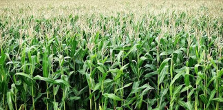 NEMA Raises Red Flags Over Proposed 10,000-Acre Kilifi Maize Farm NEMA Raises Red Flags Over Proposed 10,000-Acre Kilifi Maize Farm