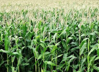 NEMA Raises Red Flags Over Proposed 10,000-Acre Kilifi Maize Farm NEMA Raises Red Flags Over Proposed 10,000-Acre Kilifi Maize Farm