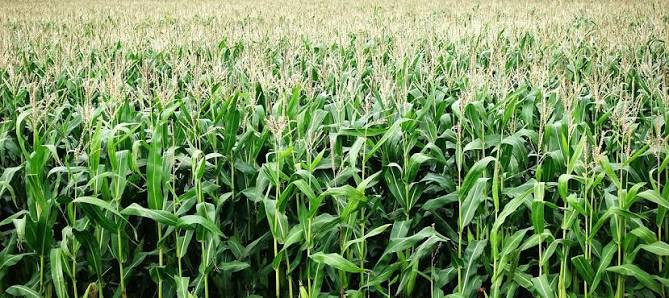 image NEMA Raises Red Flags Over Proposed 10,000-Acre Kilifi Maize Farm