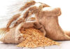 Government Raises Wheat Buying Price to Ksh5,100 per Bag to Support Farmers Government Raises Wheat Buying Price to Ksh5,100 per Bag to Support Farmers