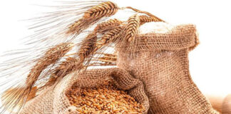 Government Raises Wheat Buying Price to Ksh5,100 per Bag to Support Farmers Government Raises Wheat Buying Price to Ksh5,100 per Bag to Support Farmers