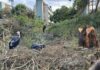 KNH Explains Why It Cut Down Trees After Marabou Stork Deaths Trigger Public Outcry