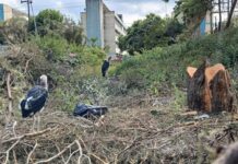 KNH Explains Why It Cut Down Trees After Marabou Stork Deaths Trigger Public Outcry
