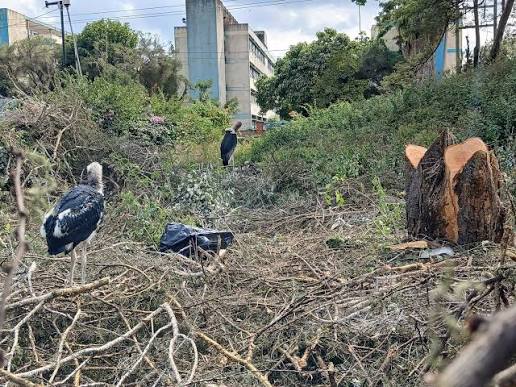 marabou stork