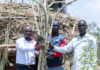 From Fisherman to Cane King: How a Siaya Farmer Built a 480-Acre Empire