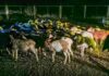Police Recover 151 Stolen Sheep in Ndeiya, Kiambu County
