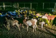 Police Recover 151 Stolen Sheep in Ndeiya, Kiambu County