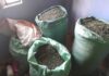 Three Suspects Arrested as 187kg of Bhang Seized in Ruai