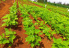 KALRO Launches Soil Mapping Project to Support Kenya’s Agriculture