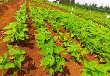KALRO Launches Soil Mapping Project to Support Kenya’s Agriculture