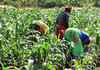Kenya Met Warns of Little Rain in Major Farming Counties Kenya Met Warns of Little Rain in Major Farming Counties