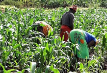 Kenya Met Warns of Little Rain in Major Farming Counties Kenya Met Warns of Little Rain in Major Farming Counties
