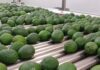 Kenya Closes Avocado Sea Exports From October 30