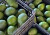 AFA Halts Avocado Sea Exports, Issues Fresh Warning to Mango Traders