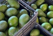 AFA Halts Avocado Sea Exports, Issues Fresh Warning to Mango Traders