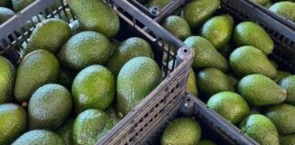AFA Halts Avocado Sea Exports, Issues Fresh Warning to Mango Traders