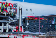 Kenya Airways Cargo Flies 50 Cattle to Nigeria in Maiden Charter