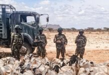 Police Recover 969 Stolen Livestock in Isiolo and Meru Raids