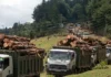 Aberdare Forest Logging Halted Amid Growing Outcry