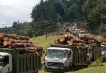 Aberdare Forest Logging Halted Amid Growing Outcry