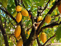 Ruto Launches Cocoa Seedling Distribution, Targets Farmers in Kenya Ruto Launches Cocoa Seedling Distribution, Targets Farmers in Kenya