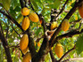 Ruto Launches Cocoa Seedling Distribution, Targets Farmers in Kenya Ruto Launches Cocoa Seedling Distribution, Targets Farmers in Kenya