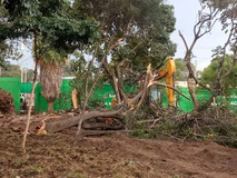 Kihika Stops Tree Felling in Nakuru Without County Approval Kihika