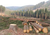 KFS Explains Tree Felling at Ngong Hills After Illegal Logging Claims Ngong Hills
